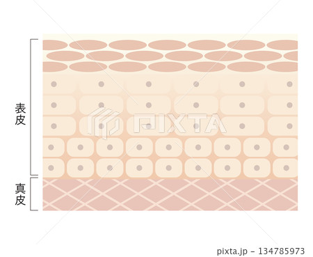 整った肌 134785973