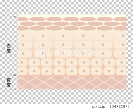 Toned skin 134785973