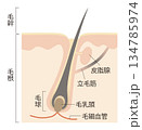 毛髪と頭皮 134785974