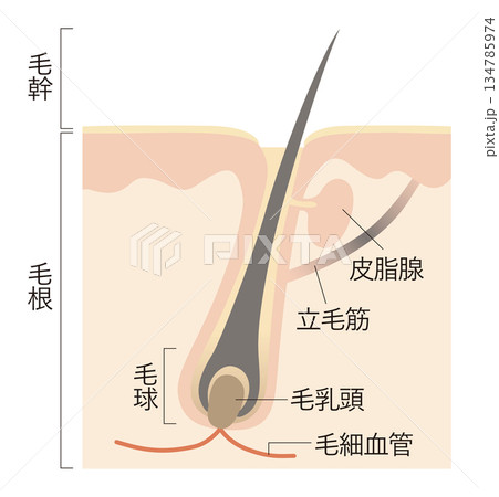 毛髪と頭皮 毛髪と頭皮 134785974