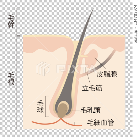 毛髪と頭皮 毛髪と頭皮 134785974