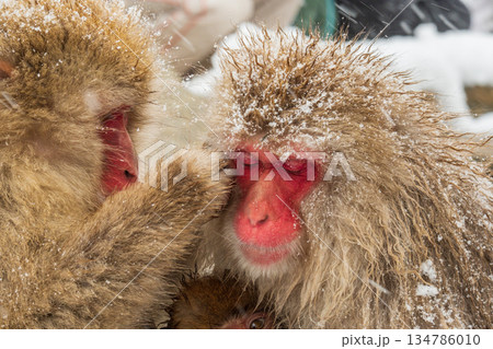 スノーモンキー(地獄谷野猿公苑) スノーモンキー(地獄谷野猿公苑) 134786010