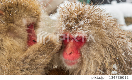 スノーモンキー（地獄谷野猿公苑） 134786011