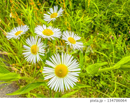 野に咲く白い花 134786064