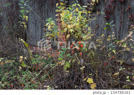 Autumn Vines With Bright Orange Chinese Lantern Fruits Hanging From Twisted Branches 134786161