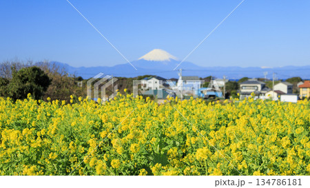 年中無休(元旦も空いてます)のソレイユの丘 年中無休(元旦も空いてます)のソレイユの丘 134786181