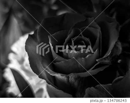 薔薇色の明日～モノクローム～ 134786243