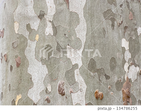 Plane tree bark creating natural camouflage pattern texture Plane tree bark creating natural camouflage pattern texture 134786255