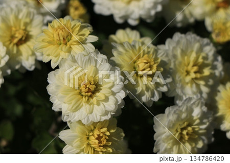 八重小菊の花 134786420