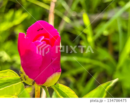 芍薬の花開く頃～蜜に群がる蟻たち～ 134786475