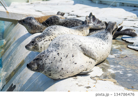 わっかりうむ ノシャップ寒流水族館のアザラシ 134786476