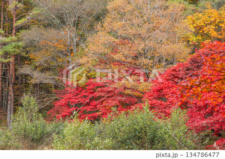 豊田市のタカドヤ湿地の風景(愛知県) 134786477