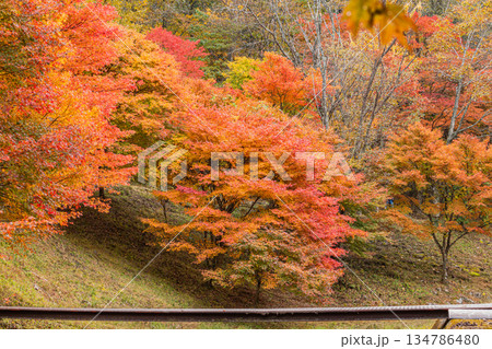 豊田市のタカドヤ湿地の風景(愛知県) 134786480