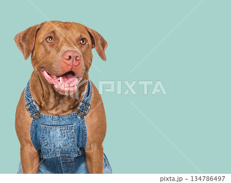 Charming dog and denim overalls. Studio shot Charming dog and denim overalls. Studio shot 134786497