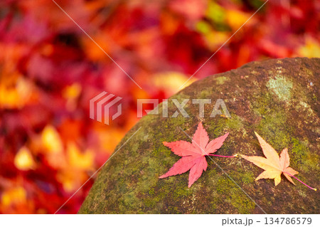 真っ赤に染まった紅葉 134786579