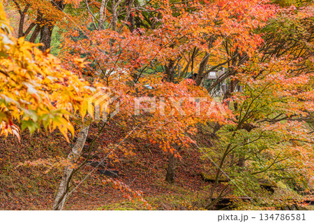 豊田市のタカドヤ湿地の風景(愛知県) 134786581