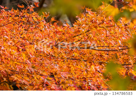 豊田市のタカドヤ湿地の風景(愛知県) 134786583