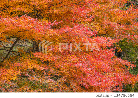 豊田市のタカドヤ湿地の風景(愛知県) 134786584