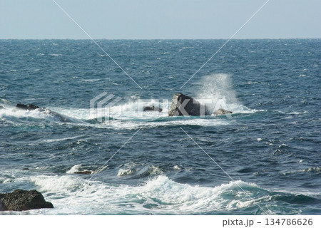 福井県越前海岸沿いにはいたるところに水仙畑があり、季節になると美しい水仙の花を見ることができます。 134786626
