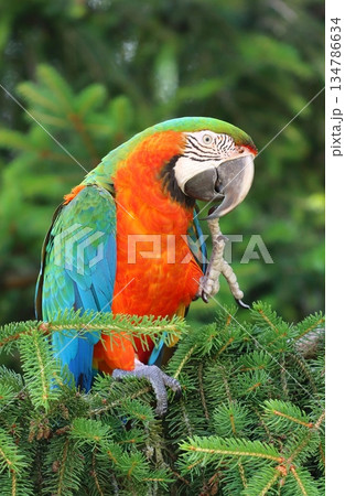 Very colorful harlequin macaw in summer 134786634