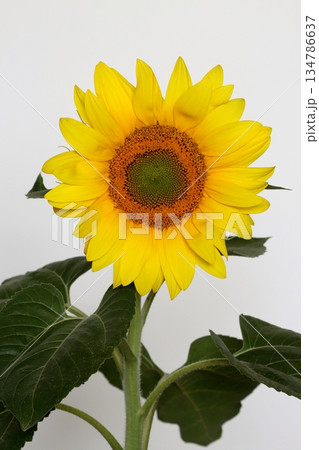 The common sunflower in blossom 134786637