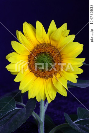 The common sunflower in blossom The common sunflower in blossom 134786638