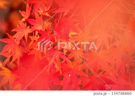 真っ赤に染まった紅葉 真っ赤に染まった紅葉 134786660