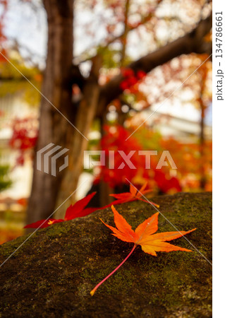 真っ赤に染まった紅葉 真っ赤に染まった紅葉 134786661