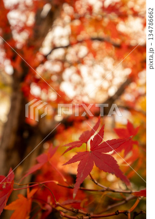 真っ赤に染まった紅葉 134786662