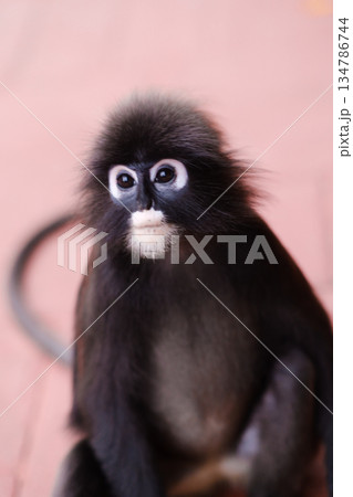 A bespectacled monkey sits on the sidewalk in a tropical garden, observing the surroundings while visitors pass by on a warm day. A bespectacled monkey sits on the sidewalk in a tropical garden, observing the surroundings while visitors pass by on a warm day. 134786744