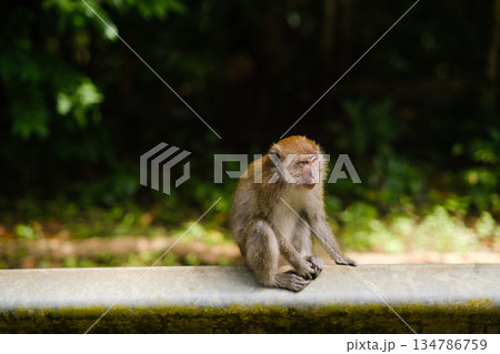 Monkey exploring a forest habitat, showcasing natural behavior and surroundings in lush greenery during daylight hours 134786759