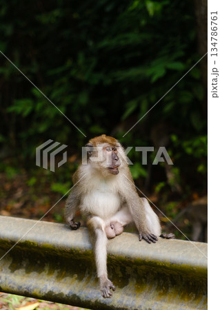 A monkey sits sprawled on a bump near the jungle, demonstrating natural behavior and an environment surrounded by lush greenery during the day. 134786761