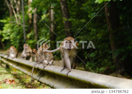 Monkeys walk along a guardrail in a lush forest during midday, showcasing their playful and curious nature in their natural habitat 134786762