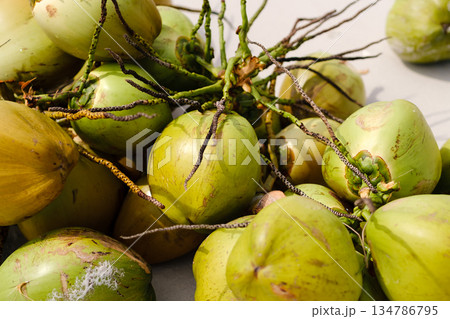 Fresh coconuts picked on the beach on a sunny day show off their bright colors against the background of the sandy beach. Malaysia 134786795