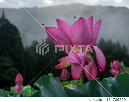 里山に咲くハスの花と蜂 134786820