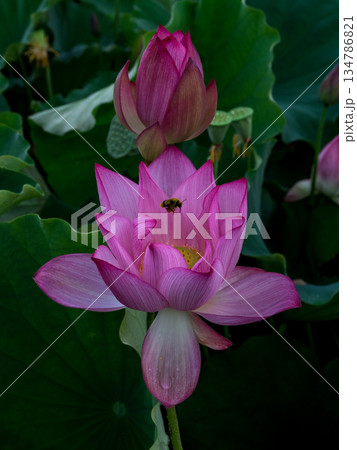 ハスの花に向かて飛ぶ蜂 134786821