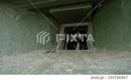 pigeon peering through green hatch opening, inside weathered concrete niche with chipped paint and sandy 134786867