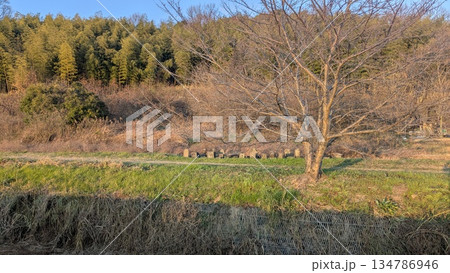 斑鳩町の風景 斑鳩町の風景 134786946
