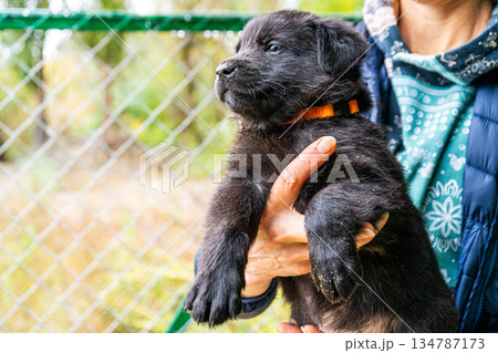 Puppy little dog in hands 134787173