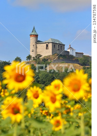 Stony Kuneticka hora castle with filed of sunflowers 134787598
