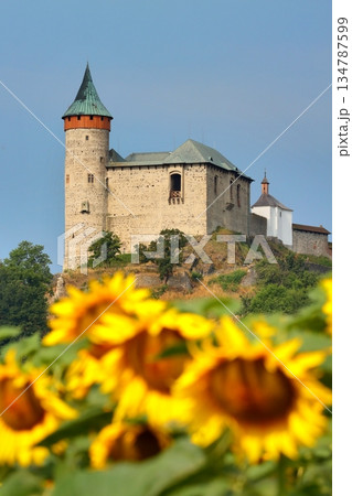 Stony Kuneticka hora castle with filed of sunflowers 134787599