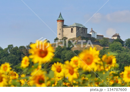 Stony Kuneticka hora castle with filed of sunflowers 134787600