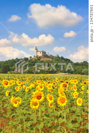 Stony Kuneticka hora castle with filed of sunflowers 134787601
