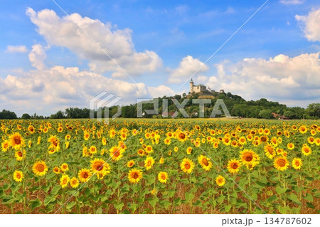 Stony Kuneticka hora castle with filed of sunflowers 134787602