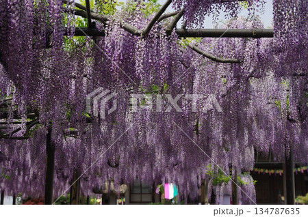 春になると岐阜県羽島市竹鼻町の藤棚に、きれいな紫色のフジの花がが咲き誇ります。 春になると岐阜県羽島市竹鼻町の藤棚に、きれいな紫色のフジの花がが咲き誇ります。 134787635