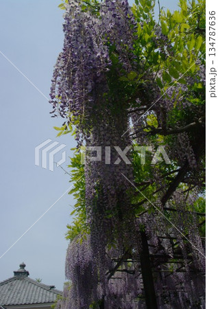 春になると岐阜県羽島市竹鼻町の藤棚に、きれいな紫色のフジの花がが咲き誇ります。 134787636