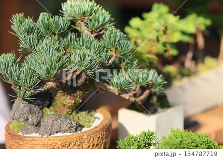 ミニ盆栽 ミニ盆栽 134787719