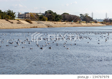 川の水面に浮かぶたくさんのカモメ 川の水面に浮かぶたくさんのカモメ 134787979