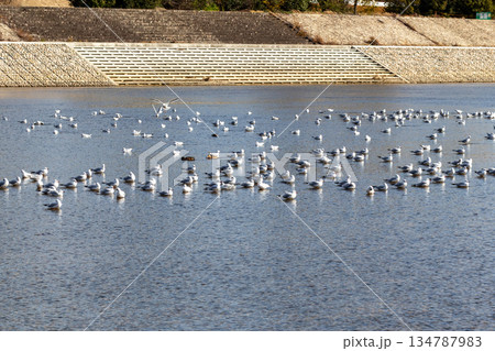 水辺に集まるたくさんの白いカモメ 134787983