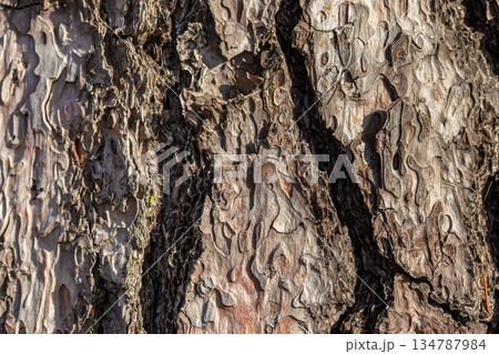 松の木の樹皮のごつごつした質感 134787984